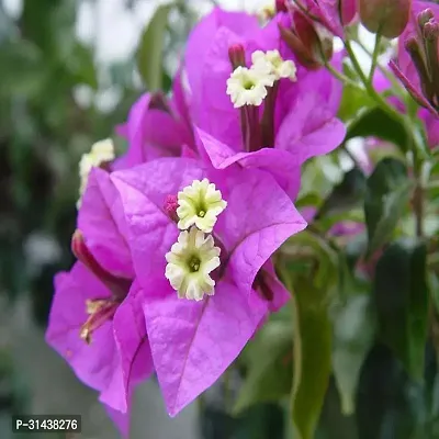 Natural Baugainvillea Plant-thumb0