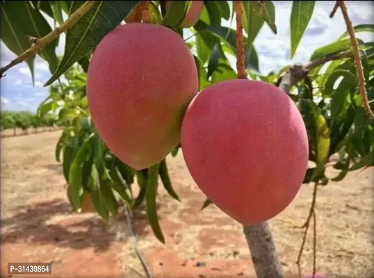 Natural Mango Plant-thumb0