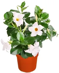 Natural Mandevilla Plant-thumb3