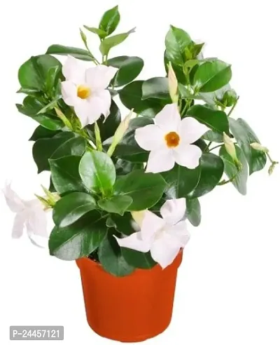 Natural Mandevilla Plant-thumb4