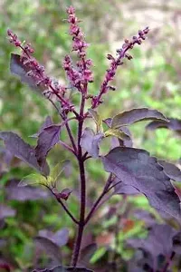 Natural Tulsi Plant-thumb1