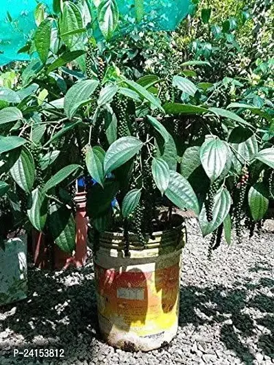 Black Pepper Plant