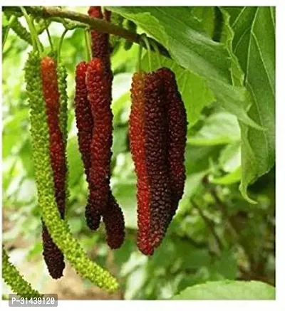 Natural Shahtoot/Mulberry Plant-thumb2