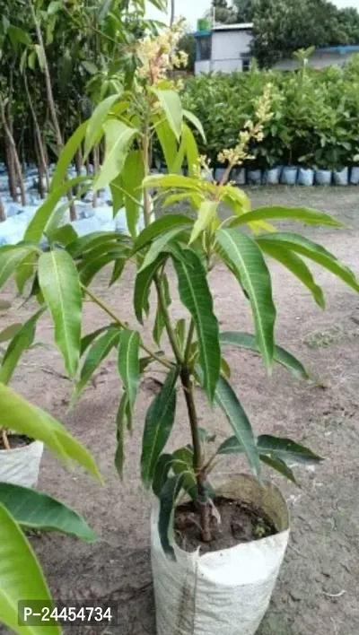 Natural Mango Plant-thumb0