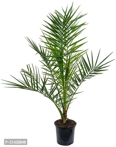 Natural Phoneix Palm Plant-thumb0