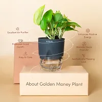 Natural Golden Money Plant-thumb1