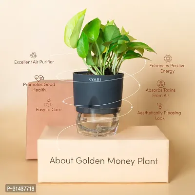 Natural Golden Money Plant-thumb2