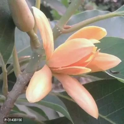 Natural Golden Champa Plant