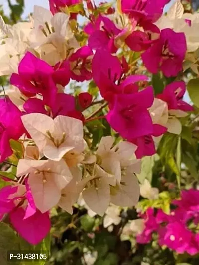 Natural Bougainvillea Plant-thumb0