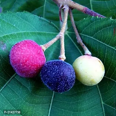 Natural Berry Plant-thumb2