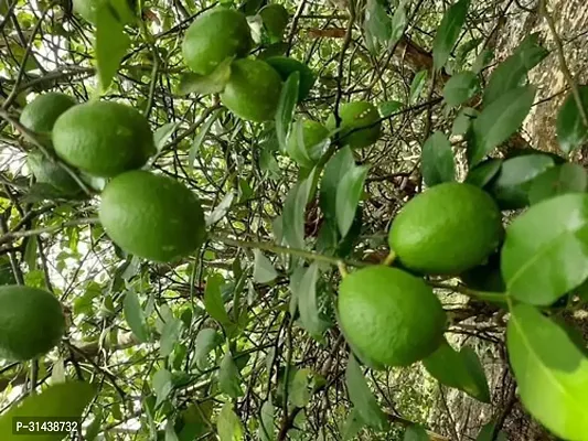 Natural Lemon Plant