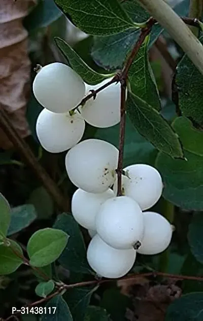 Natural Jamun Plant