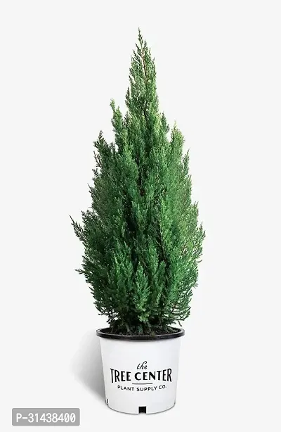 Natural Christmas Tree Plant