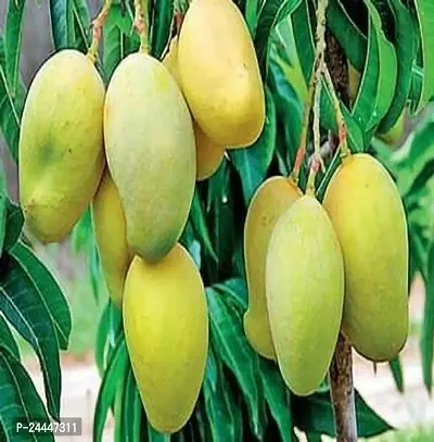 Natural Mango Plant-thumb0