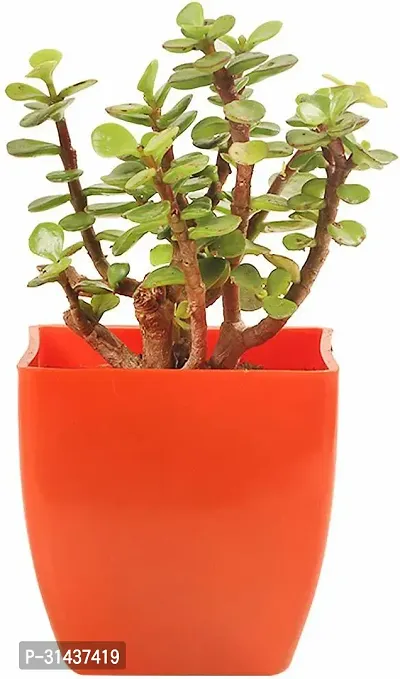 Natural Jade Plant-thumb0