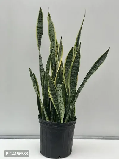 Snake Plant