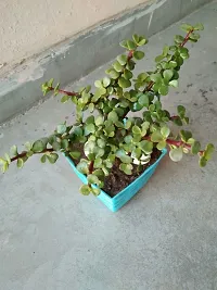 Natural Jade Plant-thumb4