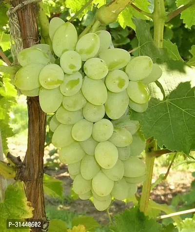 Natural Grapes Plant-thumb0