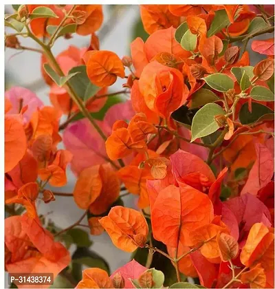 Natural Bougainvillea Plant-thumb0