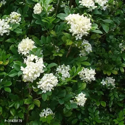 Natural Murraya Paniculata Plant-thumb0