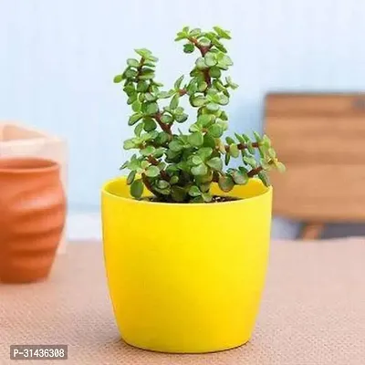 Natural Jade Plant-thumb0