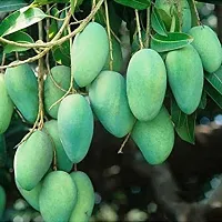 Natural Mango Plant-thumb2