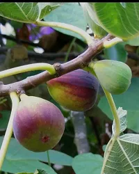 Gular/Cluster Fig Plant-thumb2