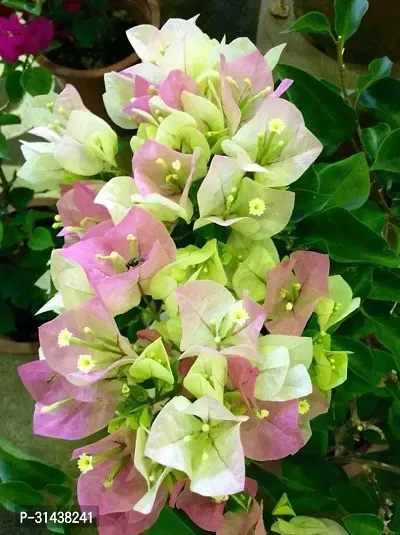 Natural Bougainvillea Plant-thumb0