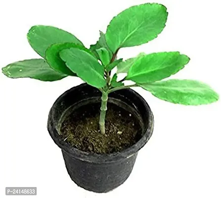 Bryophyllum Pinnatum/Patharchatta Plant-thumb0