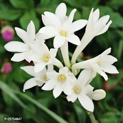 Tuberose/Rajnigandha Plant-thumb0