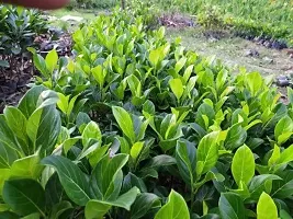 Natural Jackfruit Plant-thumb3