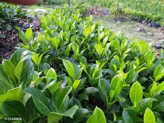 Natural Jackfruit Plant-thumb4