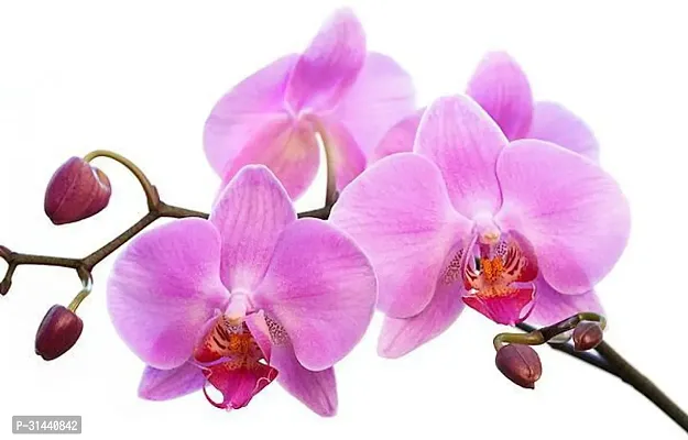 Natural Orchid Plant-thumb0