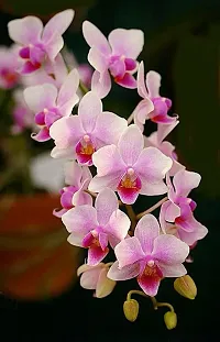 Natural Orchid Plant-thumb2