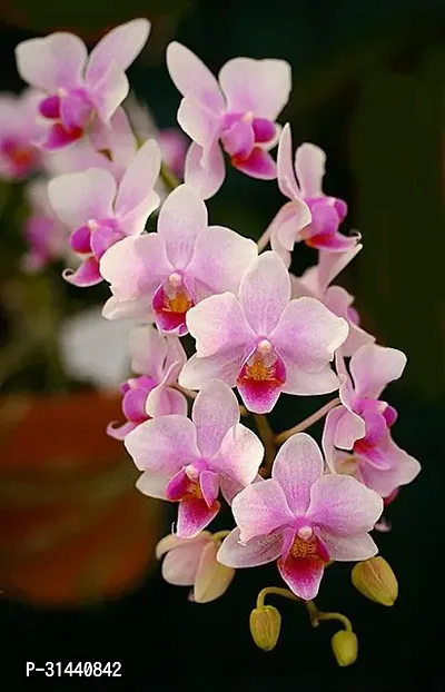 Natural Orchid Plant-thumb3