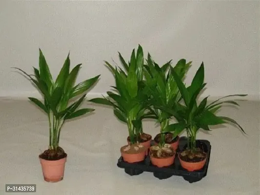 Natural Areca Plam Plant-thumb0