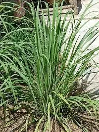 Natural Lemon Grass Plant-thumb3