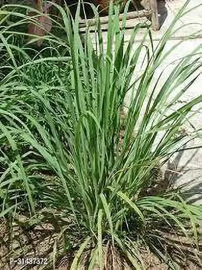 Natural Lemon Grass Plant-thumb4