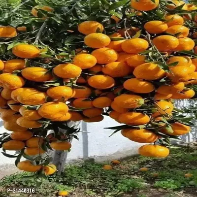 Natural Orange Plant-thumb0