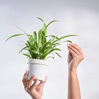 Natural Spider Plant-thumb3