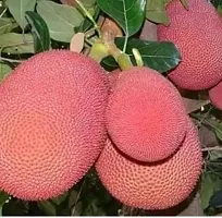 Natural Jackfruit Plant-thumb1