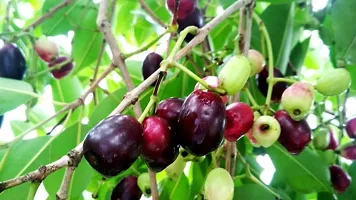 Natural Jamun Plant-thumb2