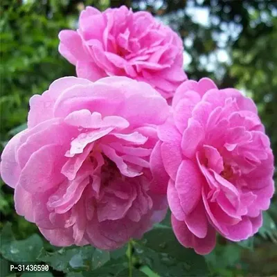 Natural Rose Plant-thumb0