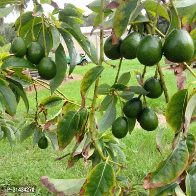 Natural Avocado Plant-thumb0