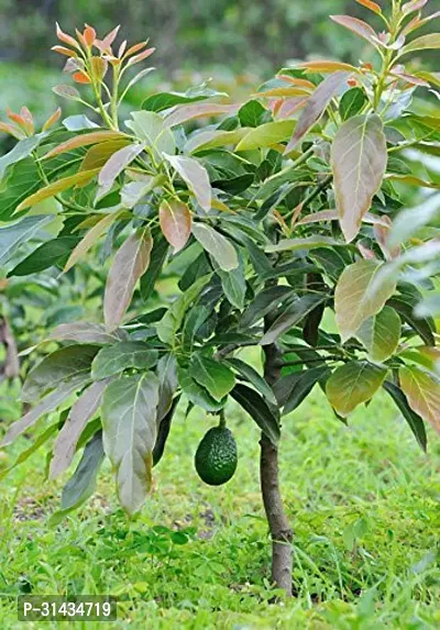 Natural Avocado Plant-thumb0