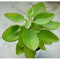 Natural Bryophyllum Pinnatum - Patharchatta Plant-thumb1