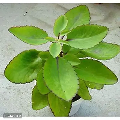 Natural Bryophyllum Pinnatum - Patharchatta Plant-thumb2