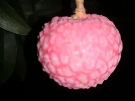 Natural Litchi Plant-thumb3