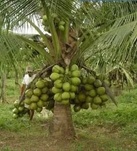 Natural Coconut Plant-thumb1