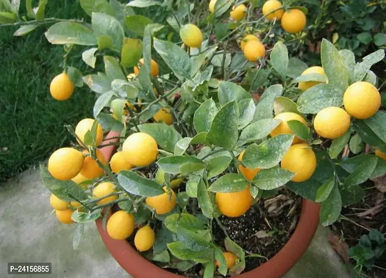 Lemon Plant